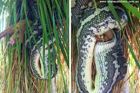 in photos carpet python devours possum