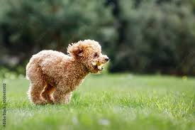 brown crazy poodle puppy fast running