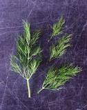 What  is  considered  a  head  of  dill?