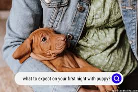 your first night with puppy what to