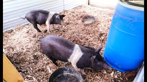 this diy pig waterer is game changing