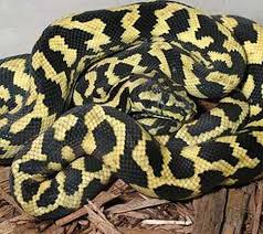 carpet python creation kingdom zoo