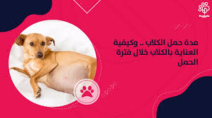 dogs during pregnancy