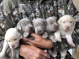 Download the perfect puppy pictures. Champagne Lab Puppies For Sale Silver And Charcoal Kennels
