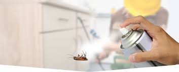Pest Control Melbourne | Rodent Control | Termite Control