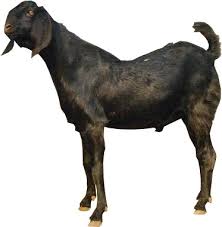 black bengal goat meat and milk