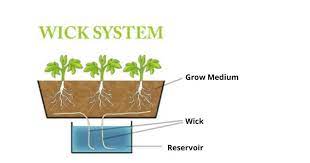 a guide to wick system in hydroponics