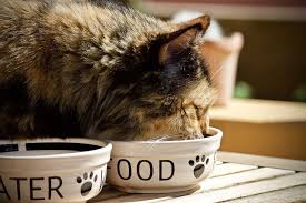 how to feed your cat so it stops