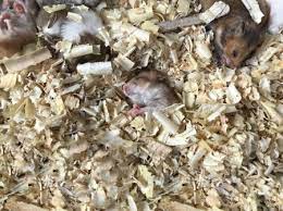 what is the best aspen bedding for rats