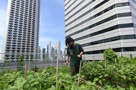 rooftop farming takes off in singapore