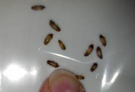 where to find carpet beetle larvae a