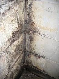 Clean Mold Off Basement Concrete Walls