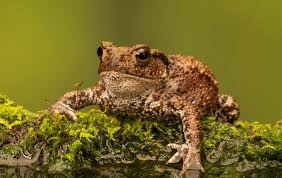 The English Toads Making Their Homes In