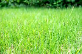 how to grow and care for zoysia gr