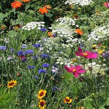 Dry Area Wildflower Seed Mix High
