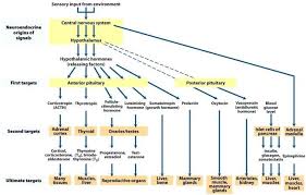 File 35544736255 Organization Of Endocrine Glands System