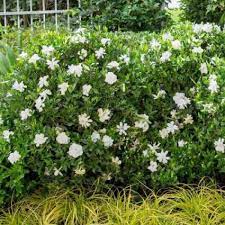 Southern Living 2 5 Qt Jubilation Gardenia Live Evergreen Shrub White Fragrant Blooms