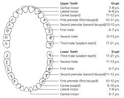 Dental Information