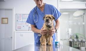 Our professional staff is well trained in all areas of animal nursing. Are Vets Still Open During Coronavirus Pandemic Nature News Express Co Uk