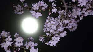 may s full moon is the flower moon