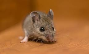 Mice In Your Basement What Should You