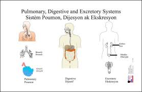 Educa Vision Inc Chart Pulmonary Digestion Excretion Sys