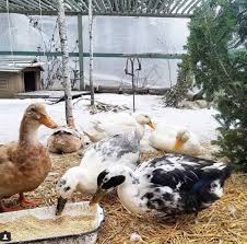 tips for keeping ducks in the winter