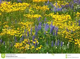 Wild Flowers On Alberta Prairie Stock Image Image Of Field Blue