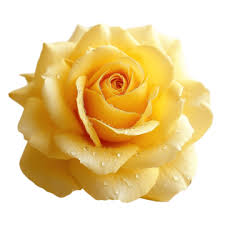 yellow rose png transpa images free