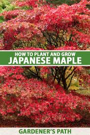Below are some trees that you could used in your japanese style garden: How To Grow Japanese Maple Trees Gardener S Path