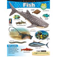 Details About Exploring Fish Learning Chart Trend Enterprises Inc T 38183