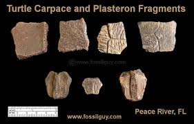 Fossilguy Com Peace River Fossil Identification