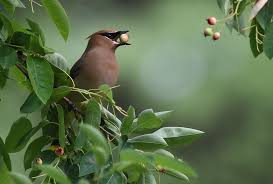 Native Animal Profile Cedar Waxwing