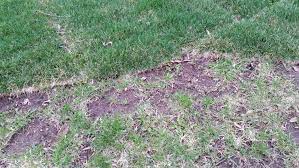 In this article, we will also provide you with instructions on how to do it correctly and the list of materials. Is Laying Sod Higher Than Existing Lawn Best Practice Gardening Landscaping Stack Exchange