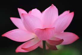 Image result for images of lotus flowers