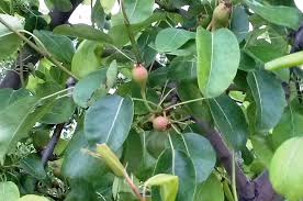 Growing Pear Trees In Pots Wikifarmer