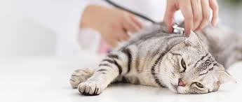 Normal respiratory rates for children in breaths per minute are as follows: Uncovering The Cause Of Fever In Cats Today S Veterinary Practice