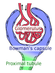Glomerulus Kidney Wikipedia