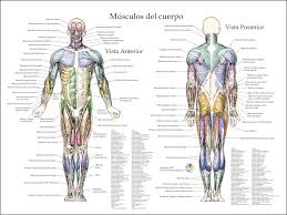 Axial muscles of the head, neck, and back · anatomy and physiology. Muscle Anatomy Posters In Spanish