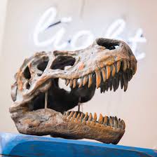 Trex Dinosaur Skull Wall Head Mount