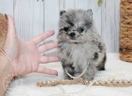 Still, teacup pomeranian is the most common term most people use talking about this dog breed. Healthy Teacup Pomeranian Puppies For Sale Dogs Chatham Uk Buyer Animals Classified Ads In Britain
