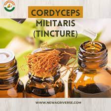 Cordyceps Mushroom Extract Tincture 30ml (60 Servings)