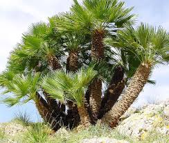top 35 types of palm trees with pictures