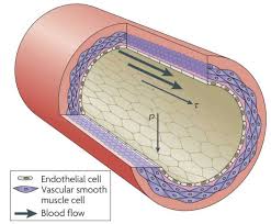 Diagram of artery with smooth muscle identification. Vascular Smooth Muscle Creative Diagnostics