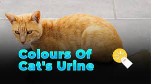 colours of cat s urine