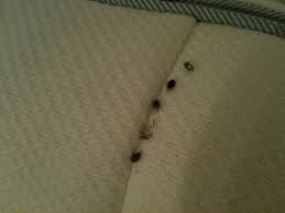 i found a black insect is it a bed bug