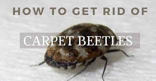 carpet beetles