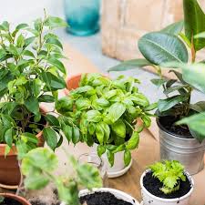 How To Grow An Herb Garden Dian