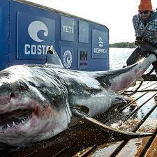 Shark news: Massive great white shark ...