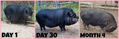 Mini Pig Weight Loss Plan Welcome To Fat Camp
